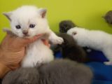 British Shorthair Yavruları