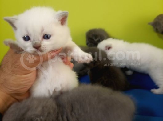 British Shorthair Yavruları görsel