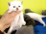 British Shorthair Yavruları