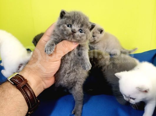 British Shorthair Yavruları