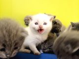 British Shorthair Yavruları