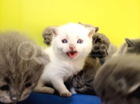 British Shorthair Yavruları görsel