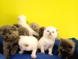 British Shorthair Yavruları