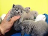 British Shorthair Yavruları