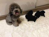 Silver Toy Poodle Yavrular