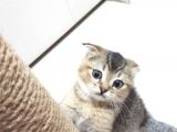 Golden Scottish Fold Erkek Yavru