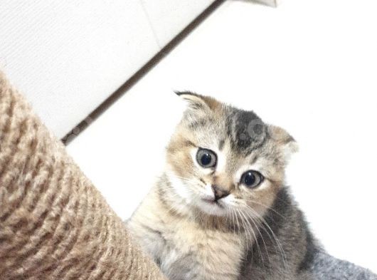 Golden Scottish Fold Erkek Yavru görsel