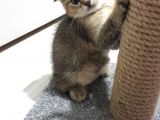 Golden Scottish Fold Erkek Yavru