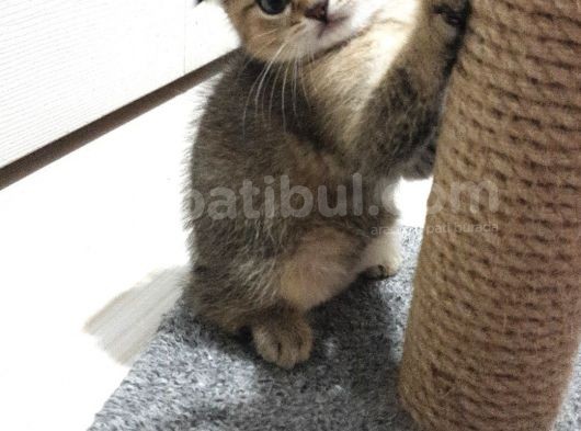 Golden Scottish Fold Erkek Yavru görsel