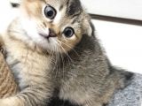 Golden Scottish Fold Erkek Yavru