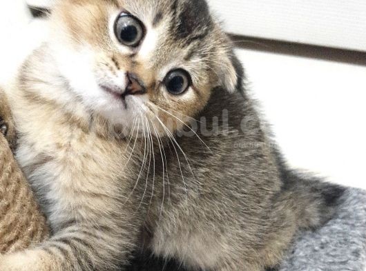 Golden Scottish Fold Erkek Yavru görsel