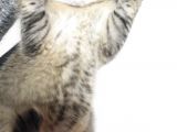 Golden Scottish Fold Erkek Yavru