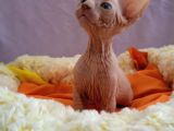 Kali̇temi̇z Ortada Tüysüz Kedi