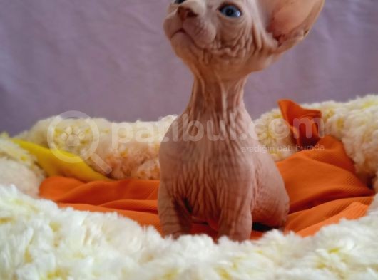 Kali̇temi̇z Ortada Tüysüz Kedi görsel
