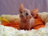 Kali̇temi̇z Ortada Tüysüz Kedi