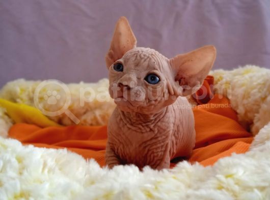 Kali̇temi̇z Ortada Tüysüz Kedi görsel