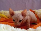 Kali̇temi̇z Ortada Tüysüz Kedi
