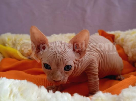 Kali̇temi̇z Ortada Tüysüz Kedi görsel