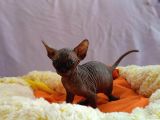 Kali̇temi̇z Ortada Tüysüz Kedi
