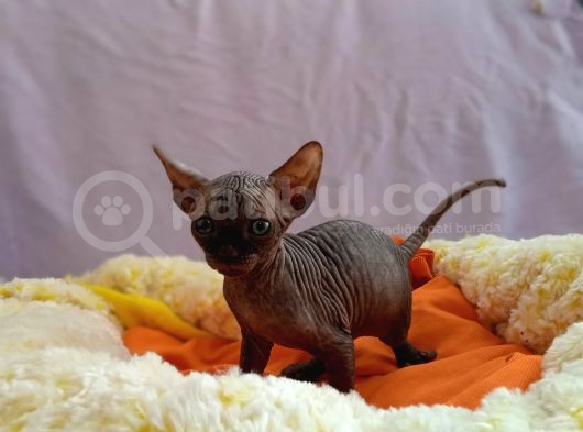 Kali̇temi̇z Ortada Tüysüz Kedi görsel