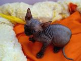 Kali̇temi̇z Ortada Tüysüz Kedi