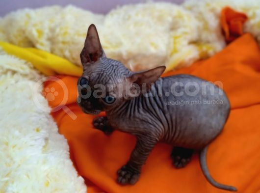 Kali̇temi̇z Ortada Tüysüz Kedi görsel