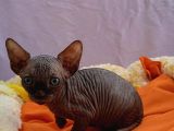 Kali̇temi̇z Ortada Tüysüz Kedi