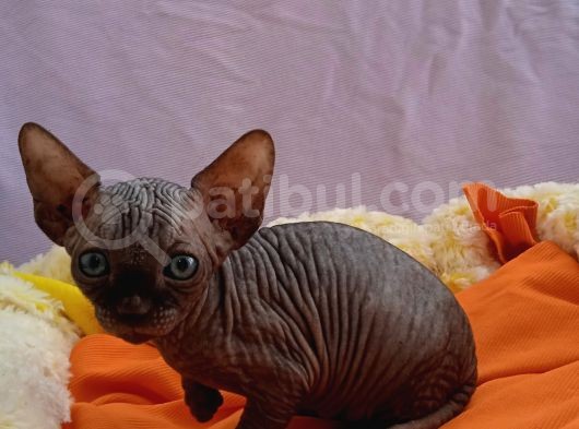 Kali̇temi̇z Ortada Tüysüz Kedi görsel