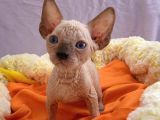 Kali̇temi̇z Ortada Tüysüz Kedi