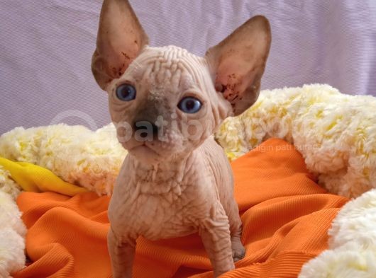 Kali̇temi̇z Ortada Tüysüz Kedi görsel