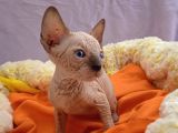 Kali̇temi̇z Ortada Tüysüz Kedi