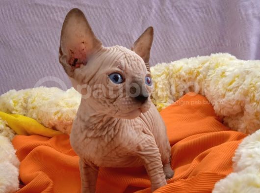 Kali̇temi̇z Ortada Tüysüz Kedi görsel