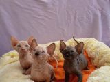 Kali̇temi̇z Ortada Tüysüz kedi