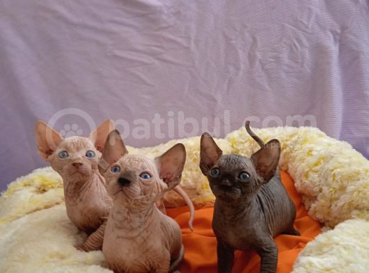 Kali̇temi̇z Ortada Tüysüz Kedi