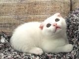 Beyaz Scottish Fold Çok Uygun Fi̇yata Teslime Hazır Renkli Gözlü