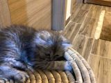 3 Aylık Dişi British Longhair Yavrumuz