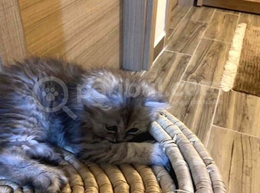 3 Aylık Dişi British Longhair Yavrumuz görsel