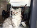 3 Aylık Dişi British Longhair Yavrumuz