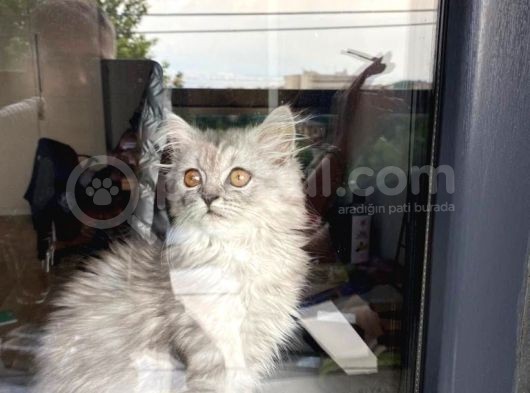 3 Aylık Dişi British Longhair Yavrumuz