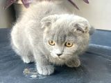 2.5 Aylık Erkek Scottish Fold