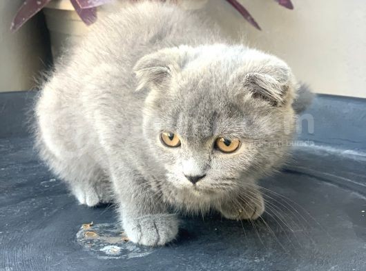 2.5 Aylık Erkek Scottish Fold görsel