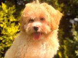 Anne Baba Scrli̇ Malti̇poo Yavrularımız