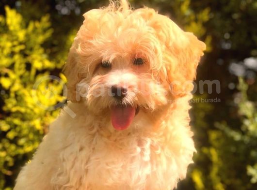 Anne Baba Scrli̇ Malti̇poo Yavrularımız görsel