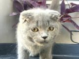 2.5 Aylık Erkek Scottish Fold