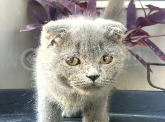 2.5 Aylık Erkek Scottish Fold