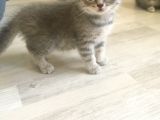 Scottish Straight Tabby Yavrularımız Yeni Yuvalarına Gitmeye Hazırdır