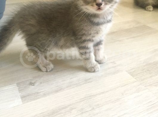 Scottish Straight Tabby Yavrularımız Yeni Yuvalarına Gitmeye Hazırdır