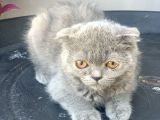 2.5 Aylık Erkek Scottish Fold