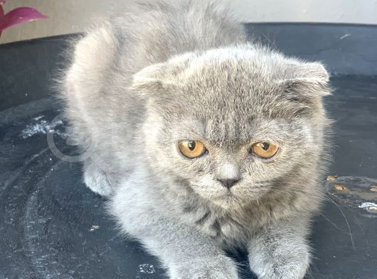 2.5 Aylık Erkek Scottish Fold görsel