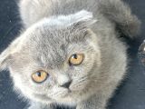 2.5 Aylık Erkek Scottish Fold